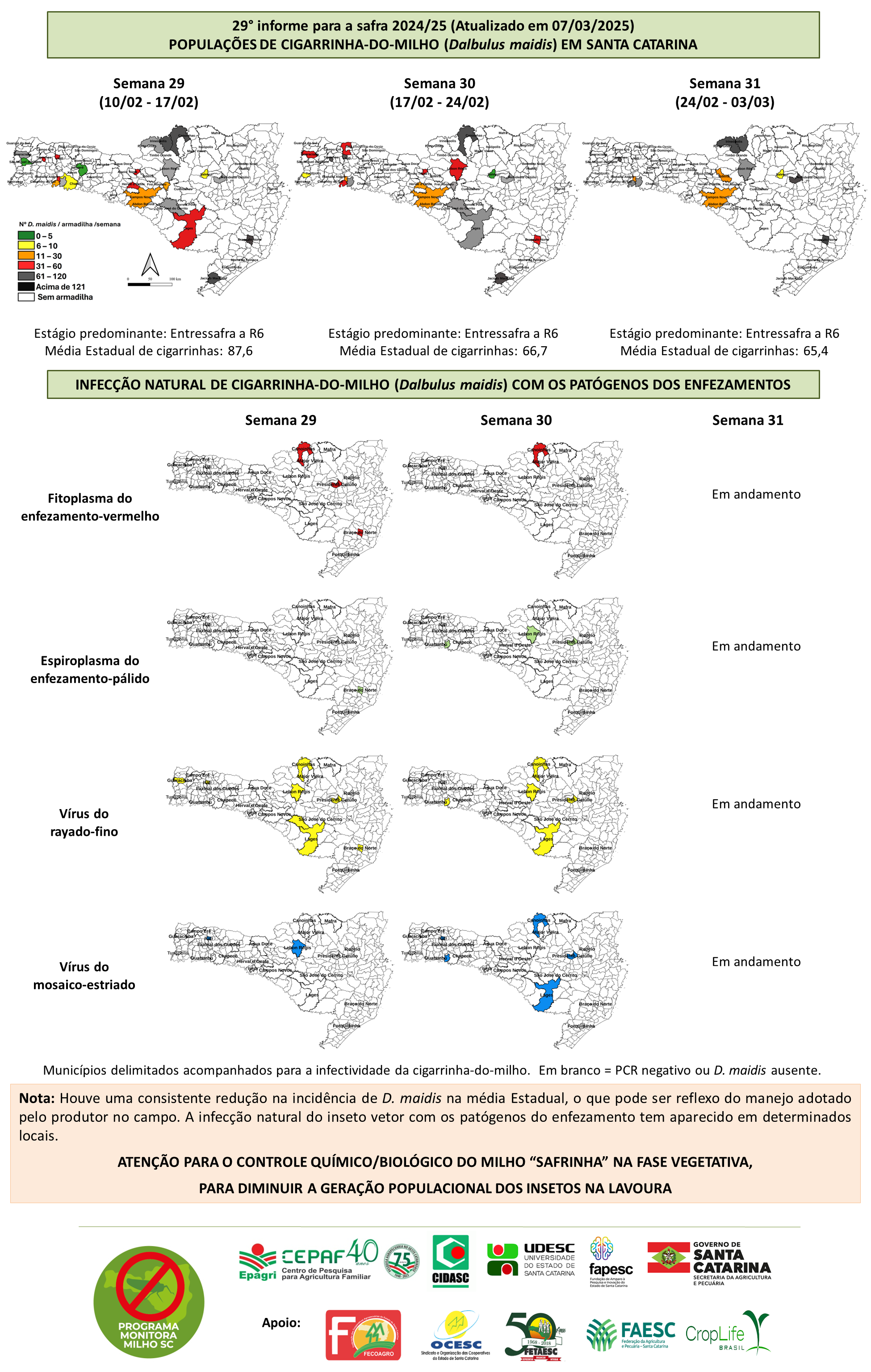 <p>"A maioria das lavouras monitoradas estão em fase vegetativa, que é crítica para a infecção de plantas pelos patógenos dos enfezamentos. A infecção pode ser originada de cigarrinhas que estão vindo de campos vizinhos, e de cigarrinhas que se proliferam na própria lavoura. Houve uma redução na incidência de D. maidis na média Estadual em Santa Catarina, o que pode ser um reflexo do manejo realizado pelo produtor nesta fase vegetativa. Estamos também observando um aumento de infecção natural do inseto com os patógenos dos enfezamentos, o que é normal ocorrer em lavouras nas quais as plantas estão altas. Isso dificulta o manejo químico mecanizado"</p>

<p> </p>

<p>"É importante que todos os produtores de uma região realizem o controle químico da lavoura recém-semeada até V8 - V10, pois estes estágios são críticos para a transmissão dos patógenos pelas cigarrinhas. Os sintomas dos enfezamentos são silenciosos e só serão possíveis de serem observados ou quantificados geralmente na fase reprodutiva da lavoura."</p>
